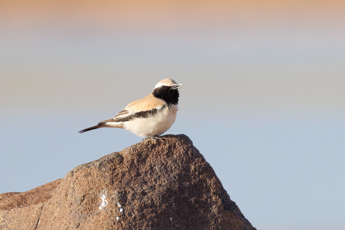 Desert Wheatear - Alistair Walsh