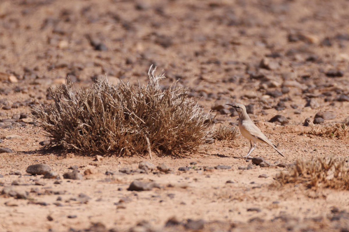 Greater Hoopoe-Lark - Alistair Walsh