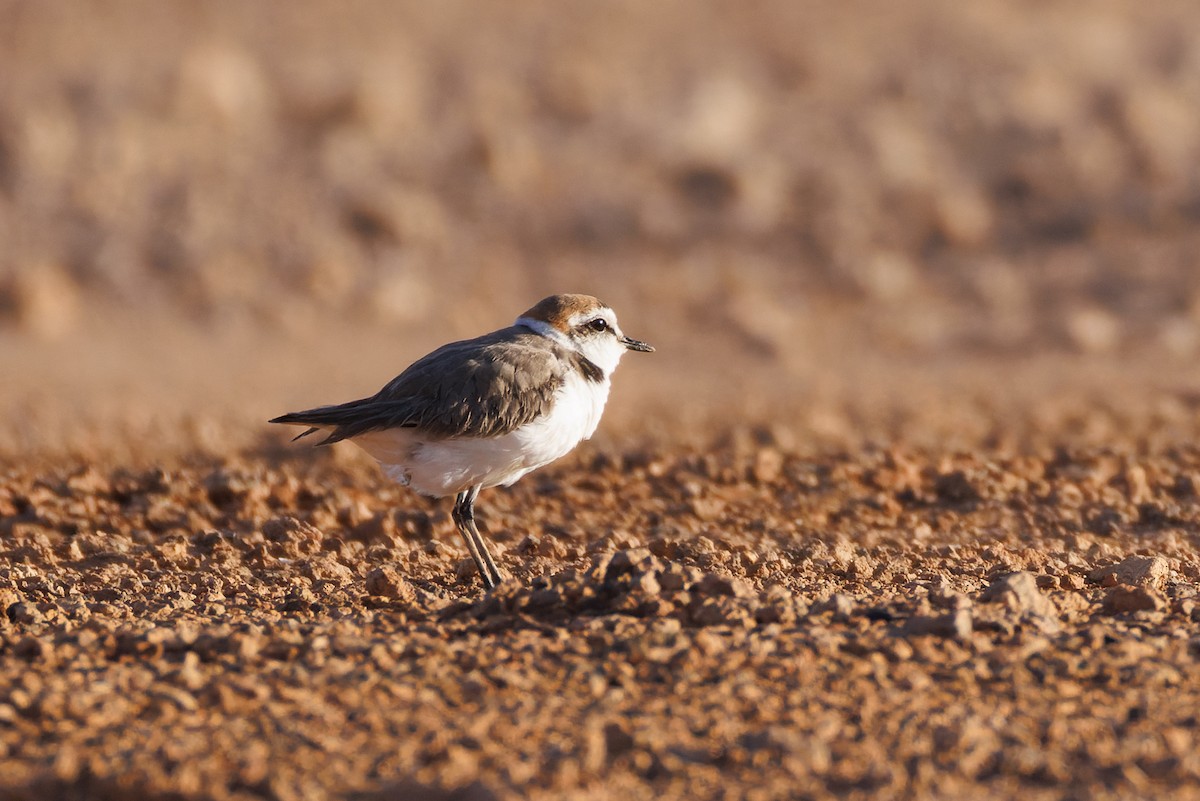 Kentish Plover - Alistair Walsh