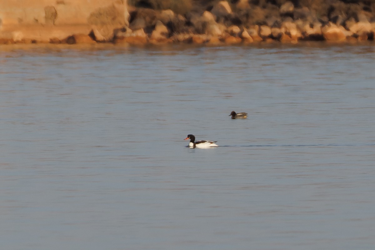 Common Shelduck - Alistair Walsh