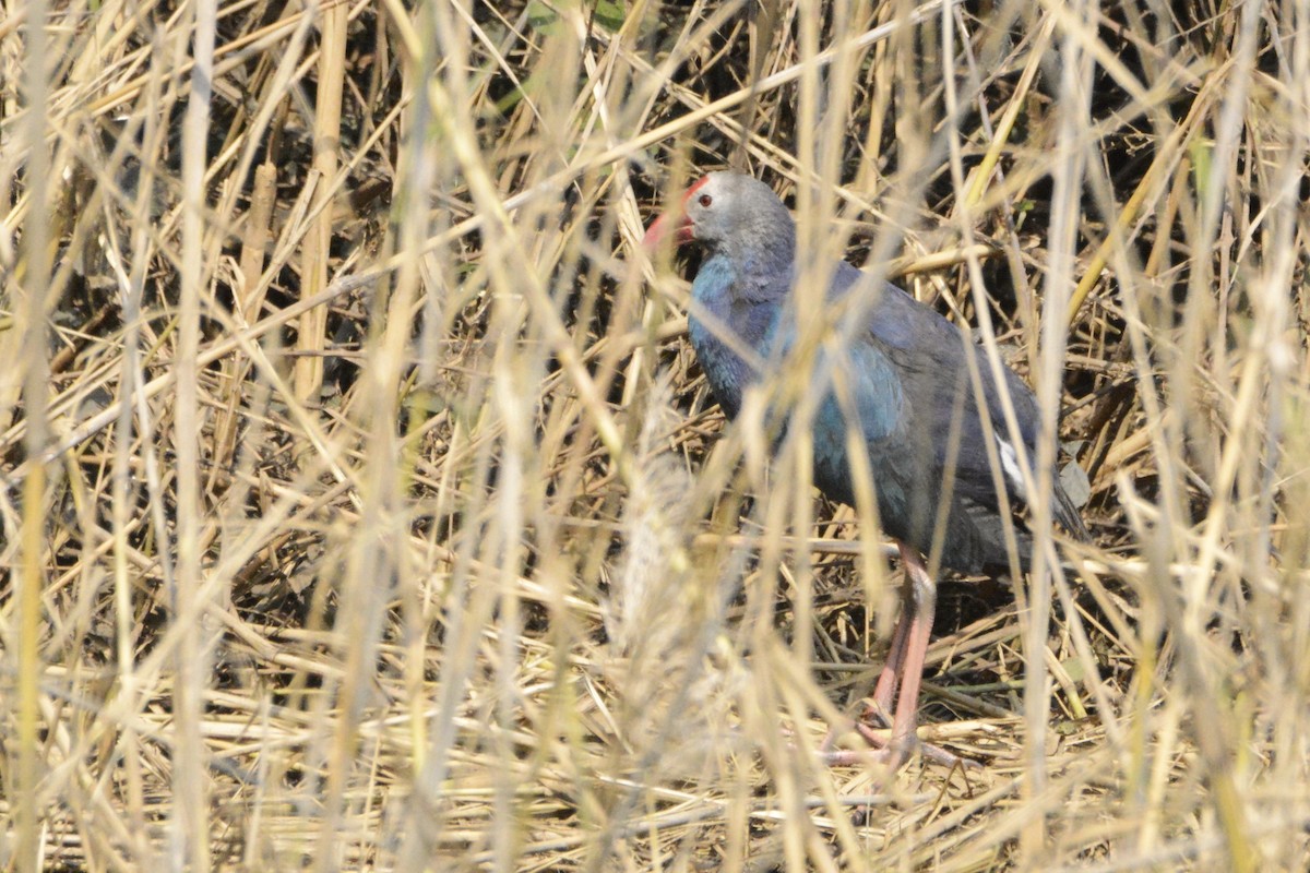 Gray-headed Swamphen - ML615626071