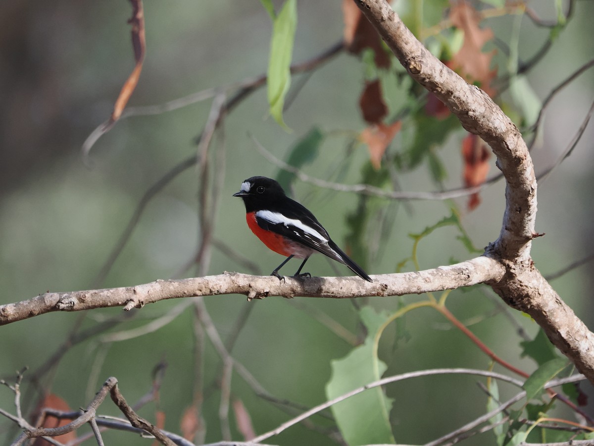 Scarlet Robin - ML615626086