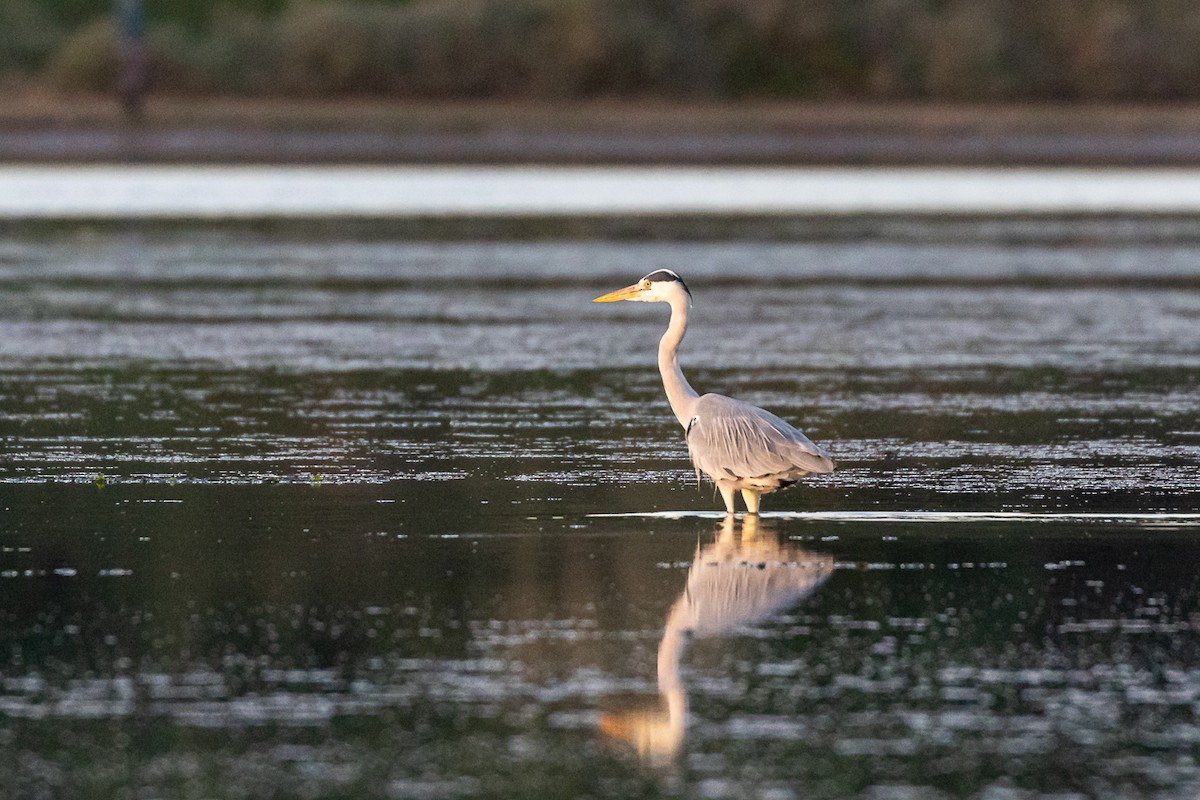 Gray Heron - Francisco Garcia