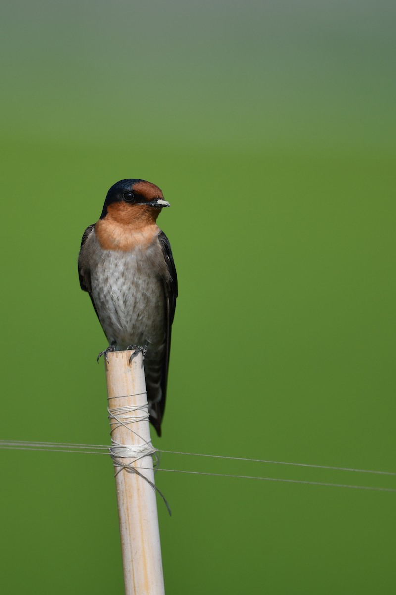 Pacific Swallow - ML615626188