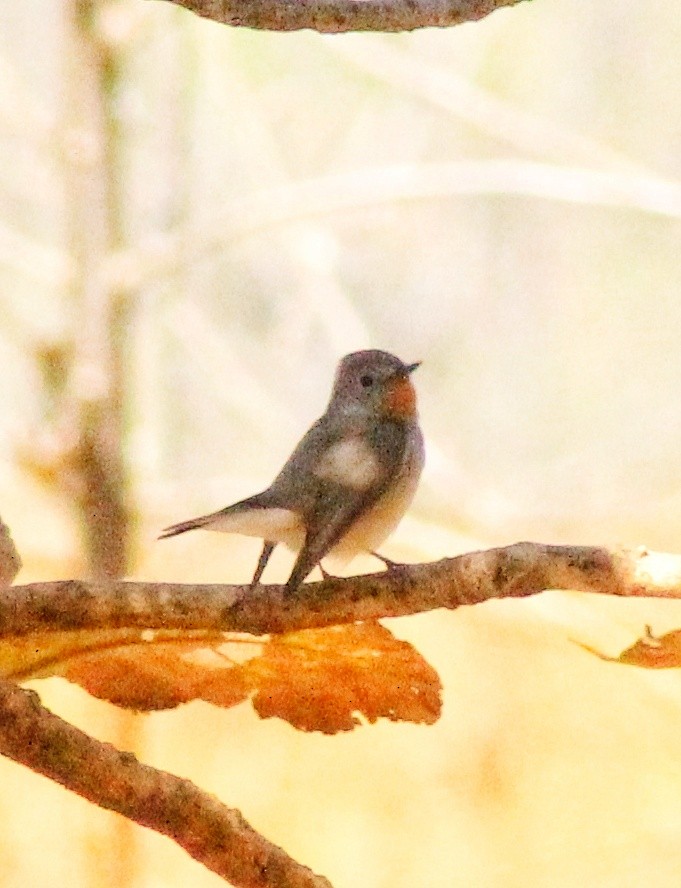 Red-breasted Flycatcher - ML615626199