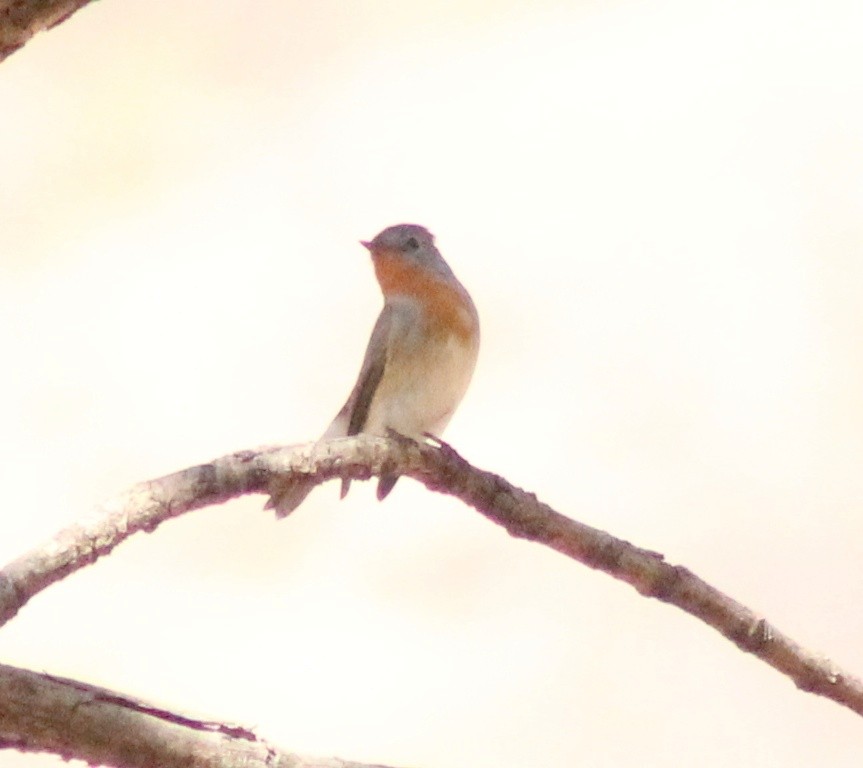 Red-breasted Flycatcher - ML615626202