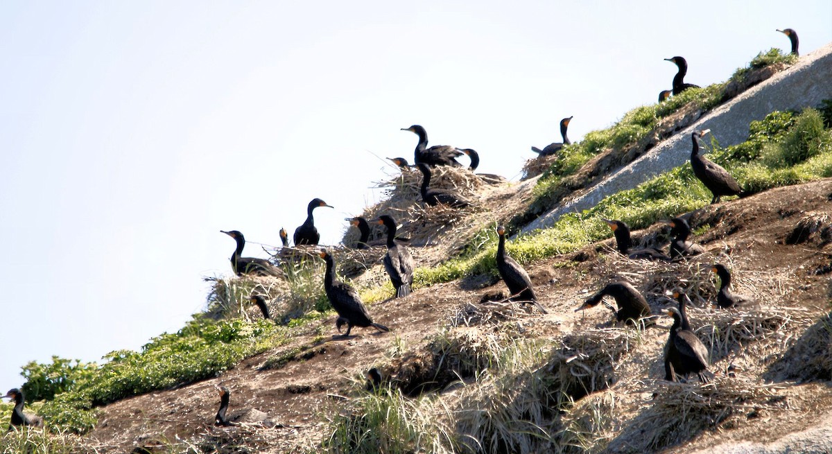 Double-crested Cormorant - ML61562621