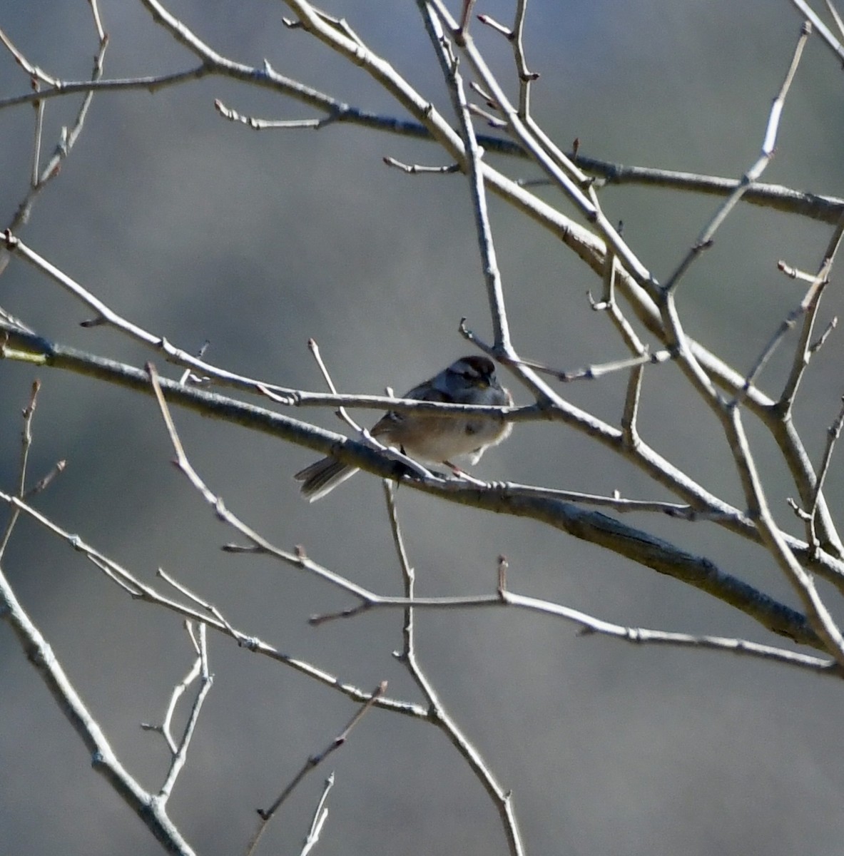 American Tree Sparrow - wendy ambrefe