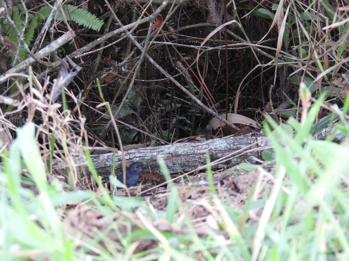 Marsh Tapaculo - ML615626251