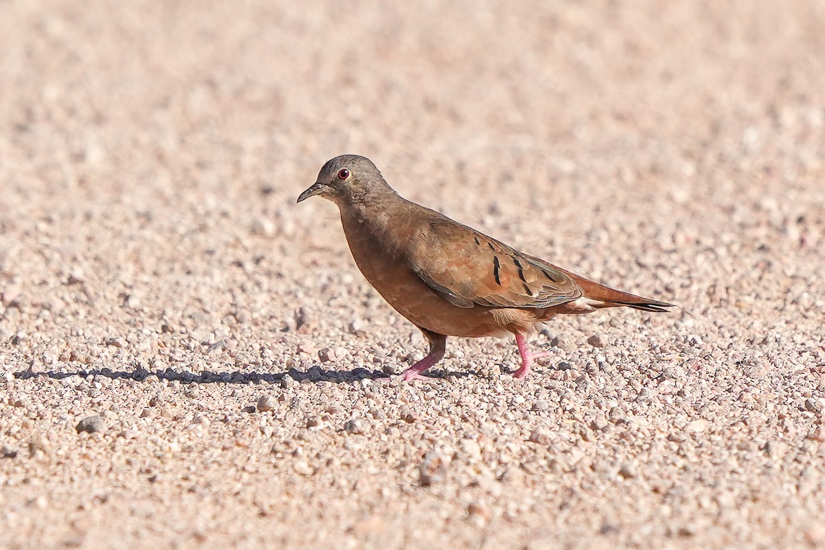 Ruddy Ground Dove - ML615626263