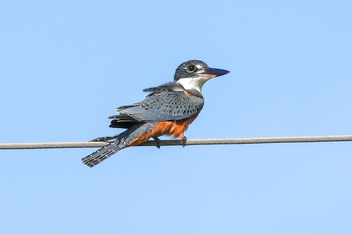 Martin-pêcheur à ventre roux - ML615626293