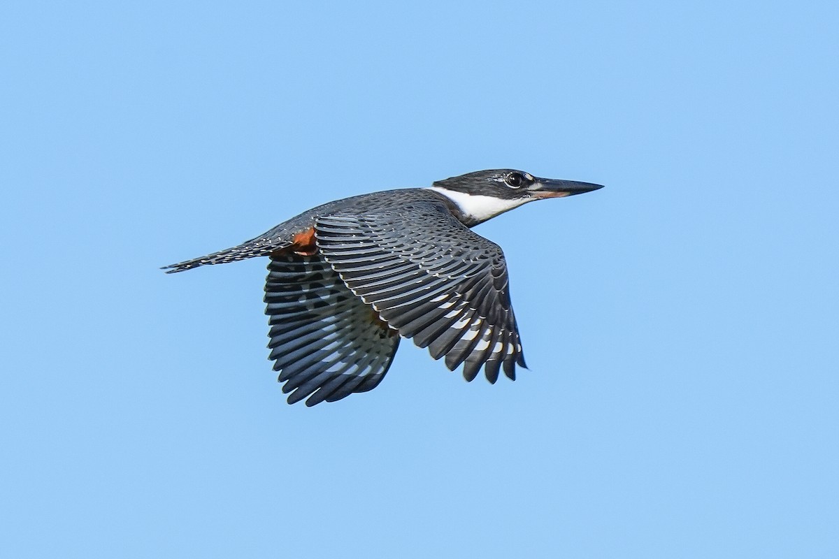 Ringed Kingfisher - Luis Piñeyrua