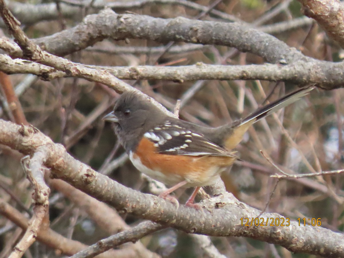 Spotted Towhee - ML615626320