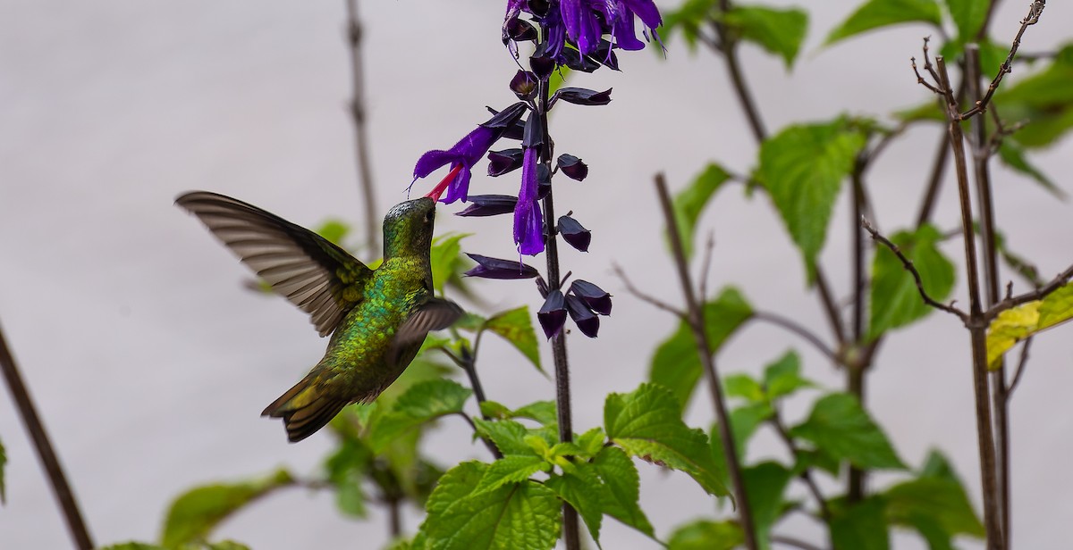 Gilded Hummingbird - Brian Small