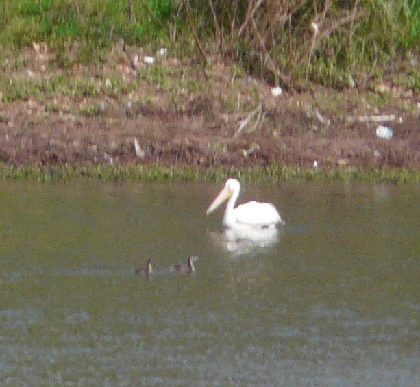 American White Pelican - ML615626372