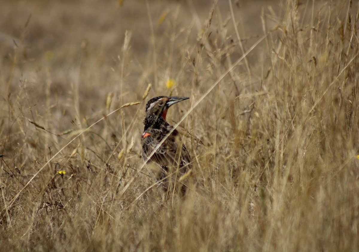 Long-tailed Meadowlark - ML615626394