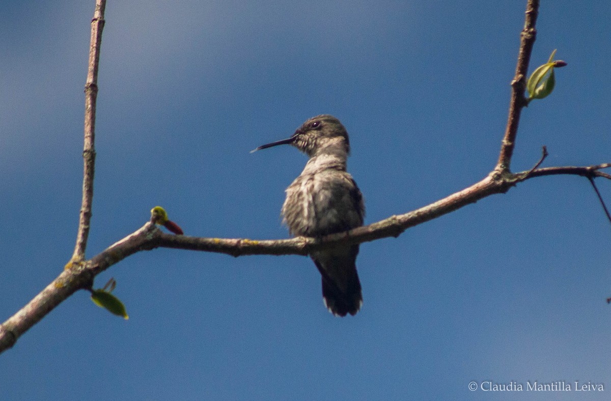 Colibrí Zumbadorcito - ML615626402