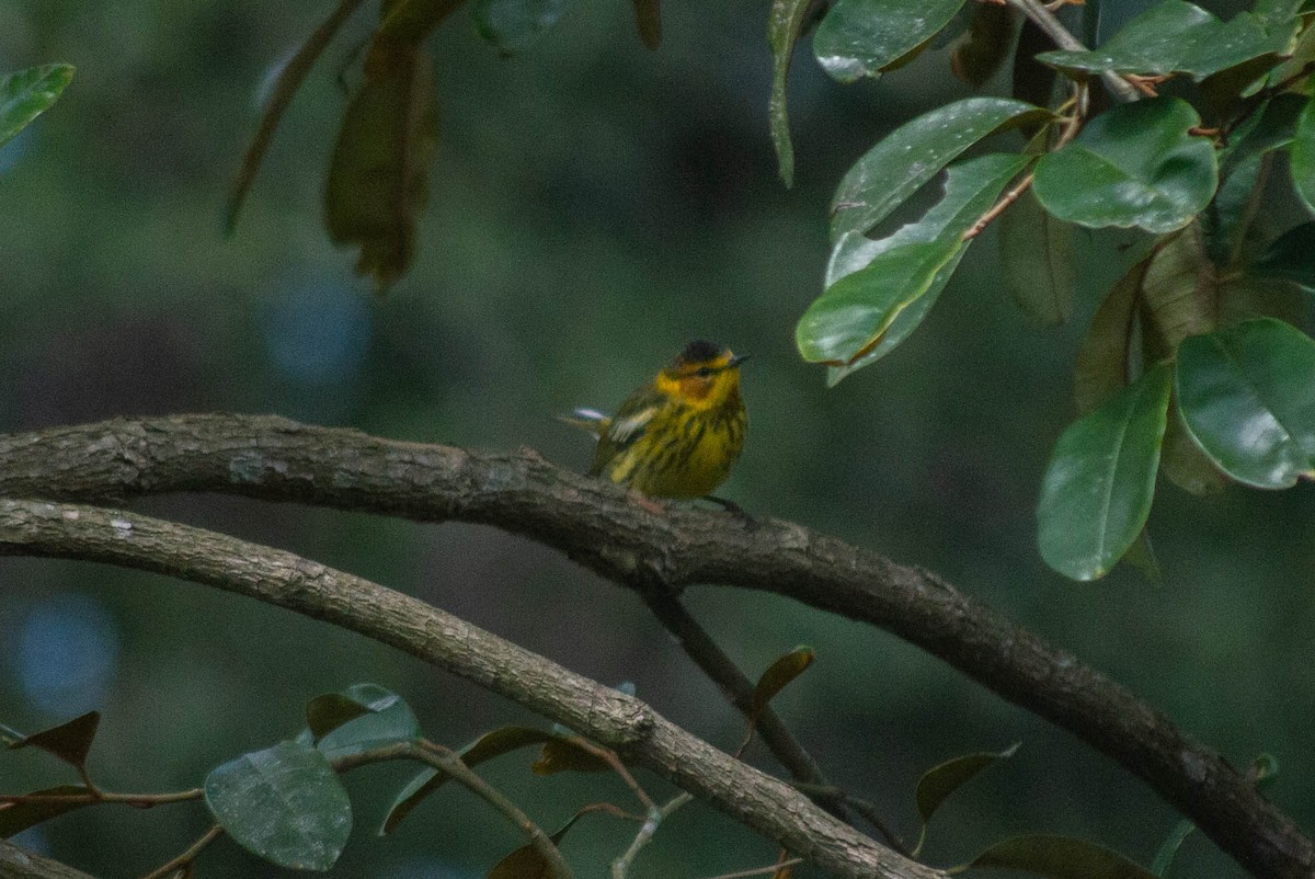 Cape May Warbler - ML615626416