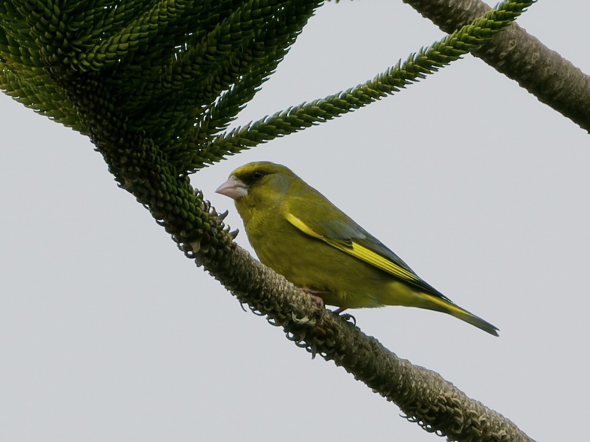 European Greenfinch - ML615626432