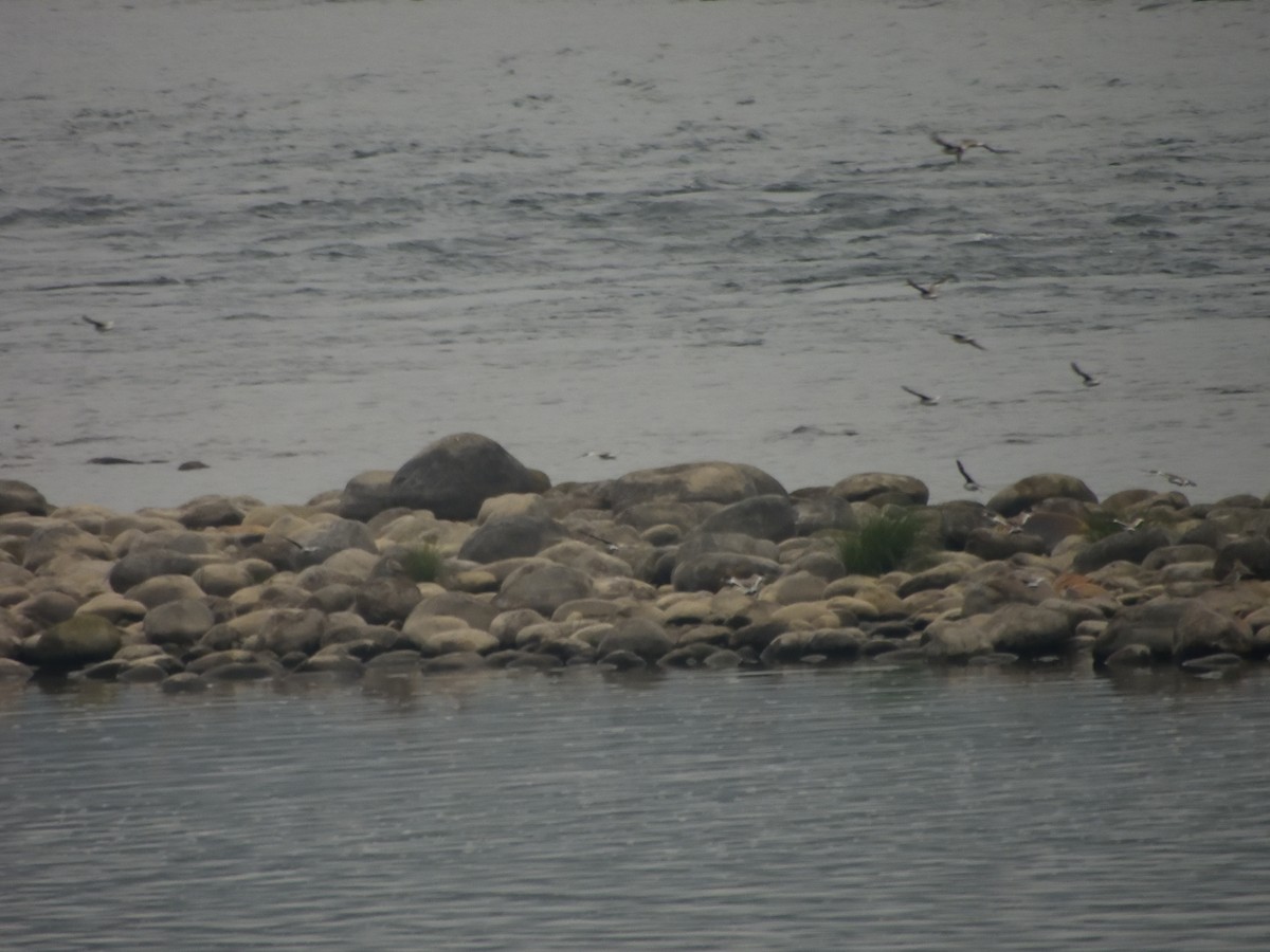 Small Pratincole - ML615626448