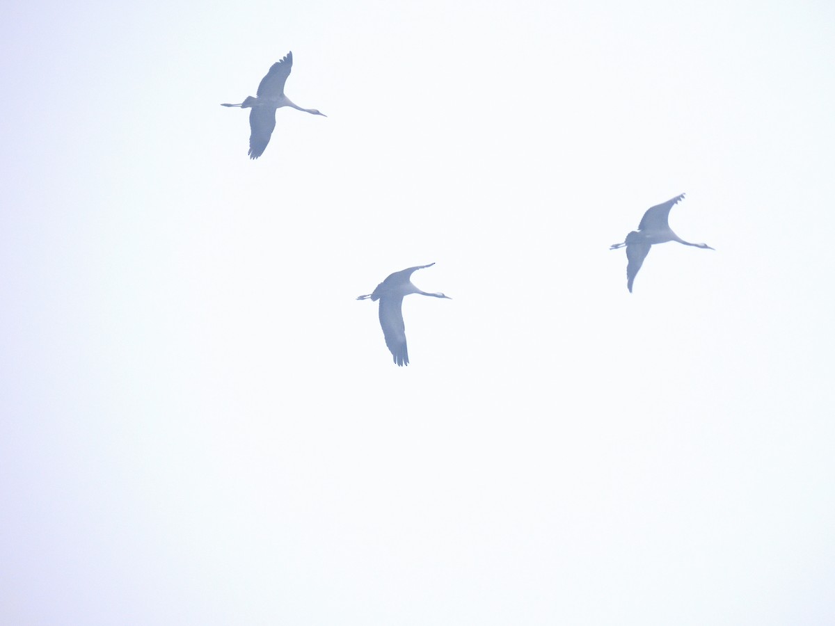 Common Crane - ML615626457