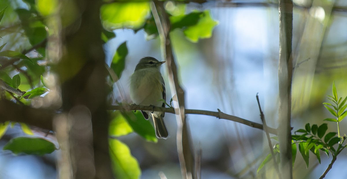 Sclater's Tyrannulet - Brian Small