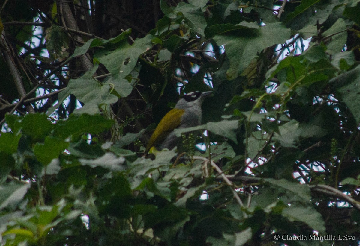 Black-crowned Palm-Tanager - ML615626523