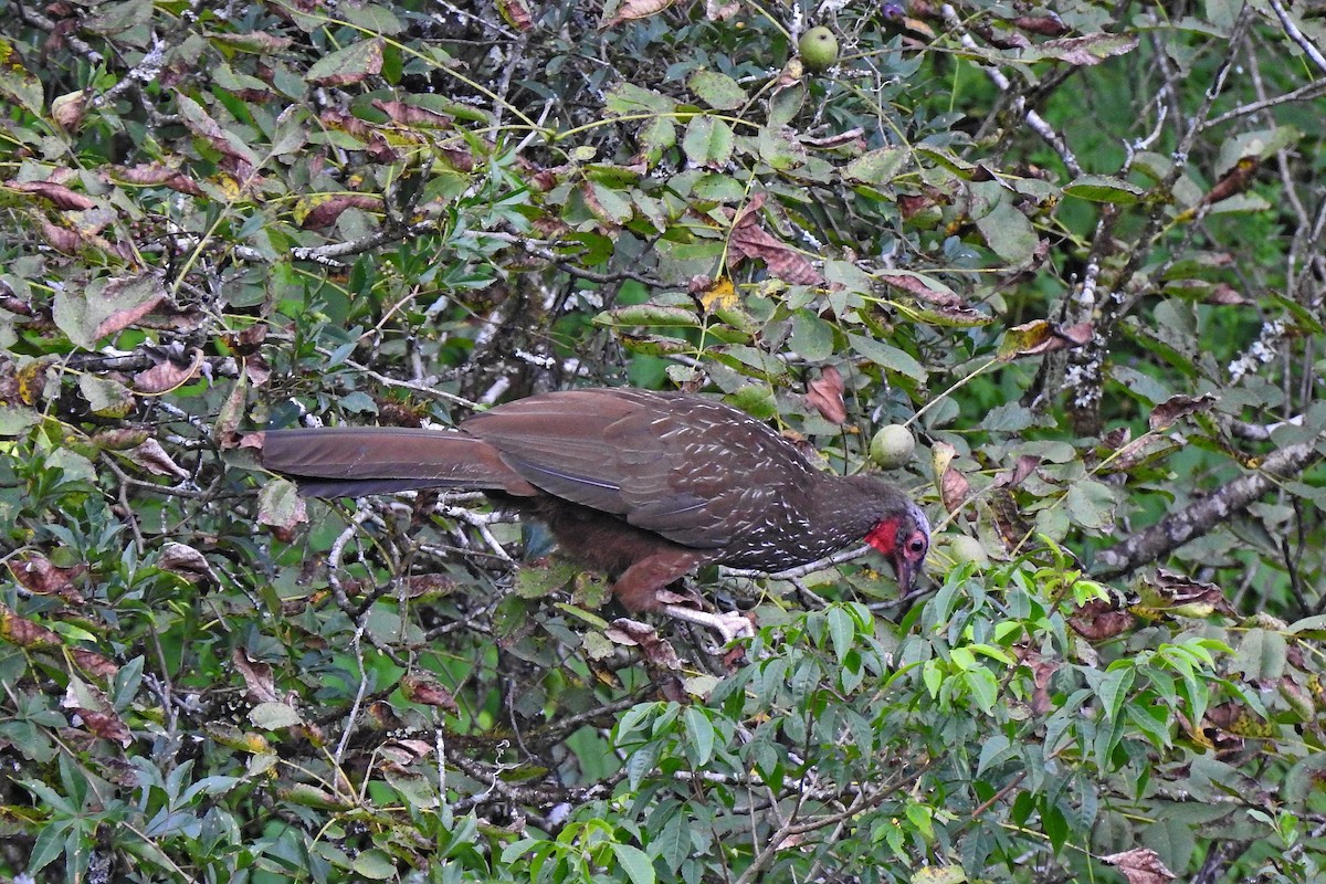 Red-faced Guan - ML615626592