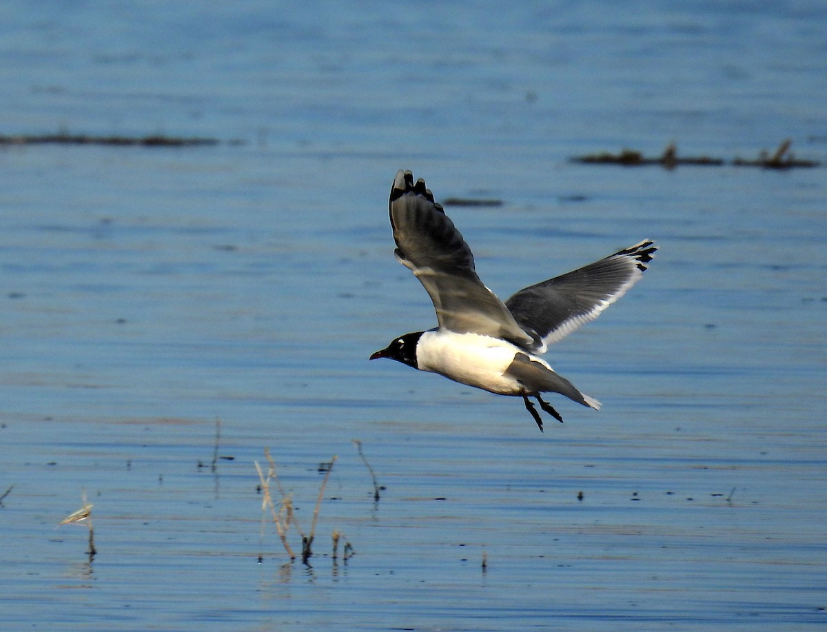 Franklin's Gull - ML615626598