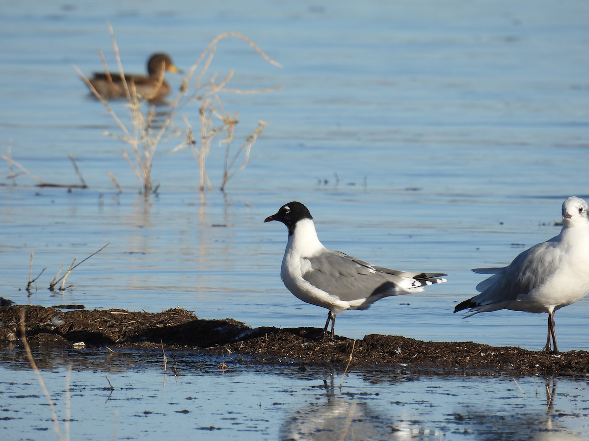 Franklin's Gull - ML615626599