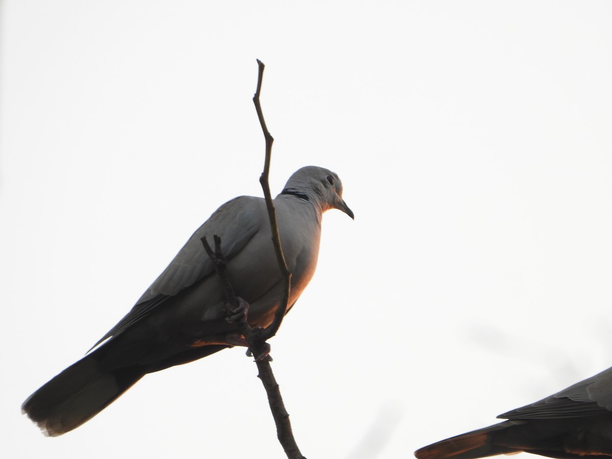 Eurasian Collared-Dove - ML615626615