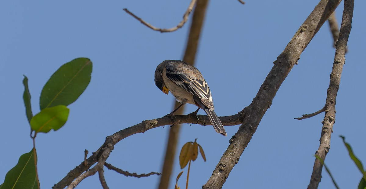 Band-tailed Seedeater - ML615626621