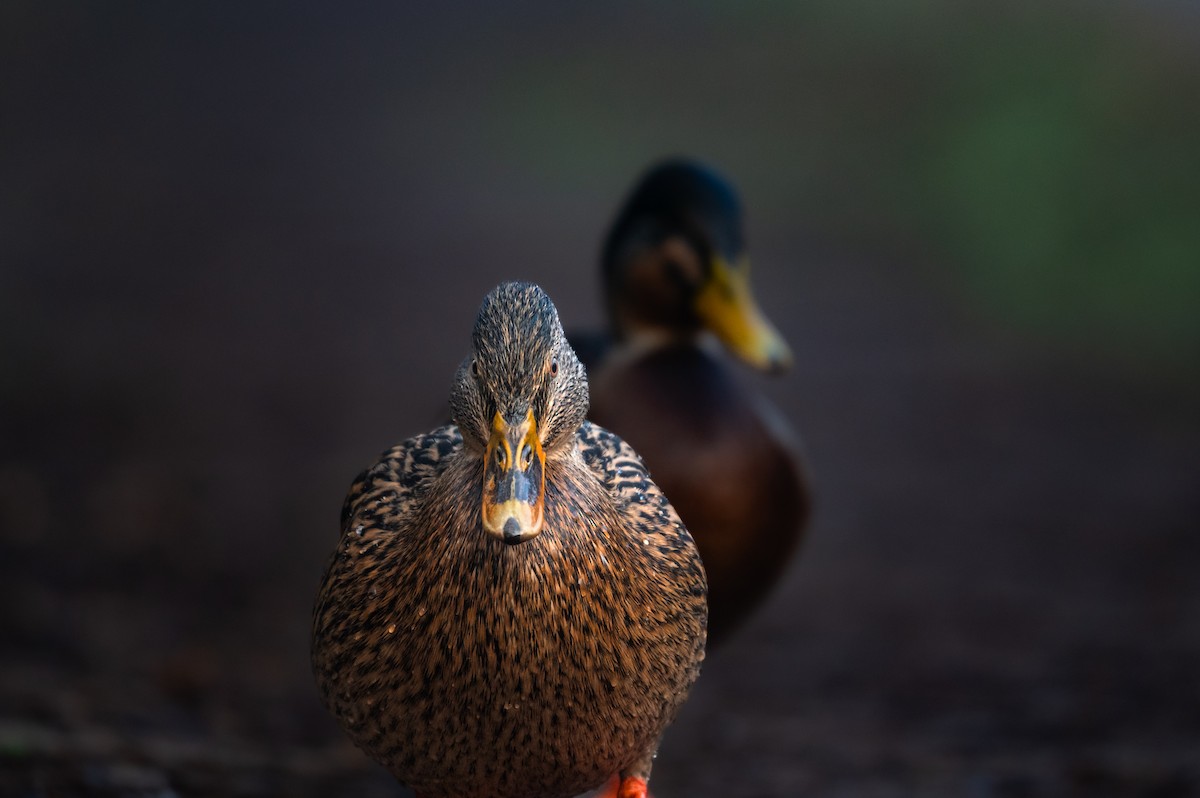 anatidé sp. (canard sp.) - ML615626631