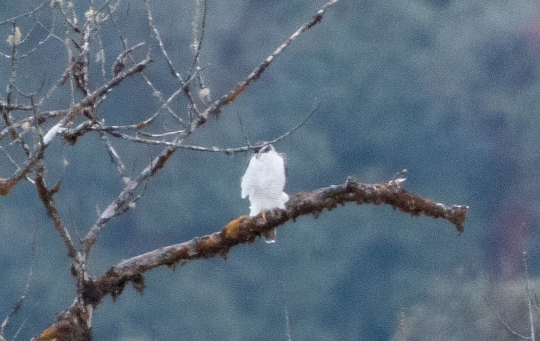 Eurasian Goshawk - Rana Chakraborty