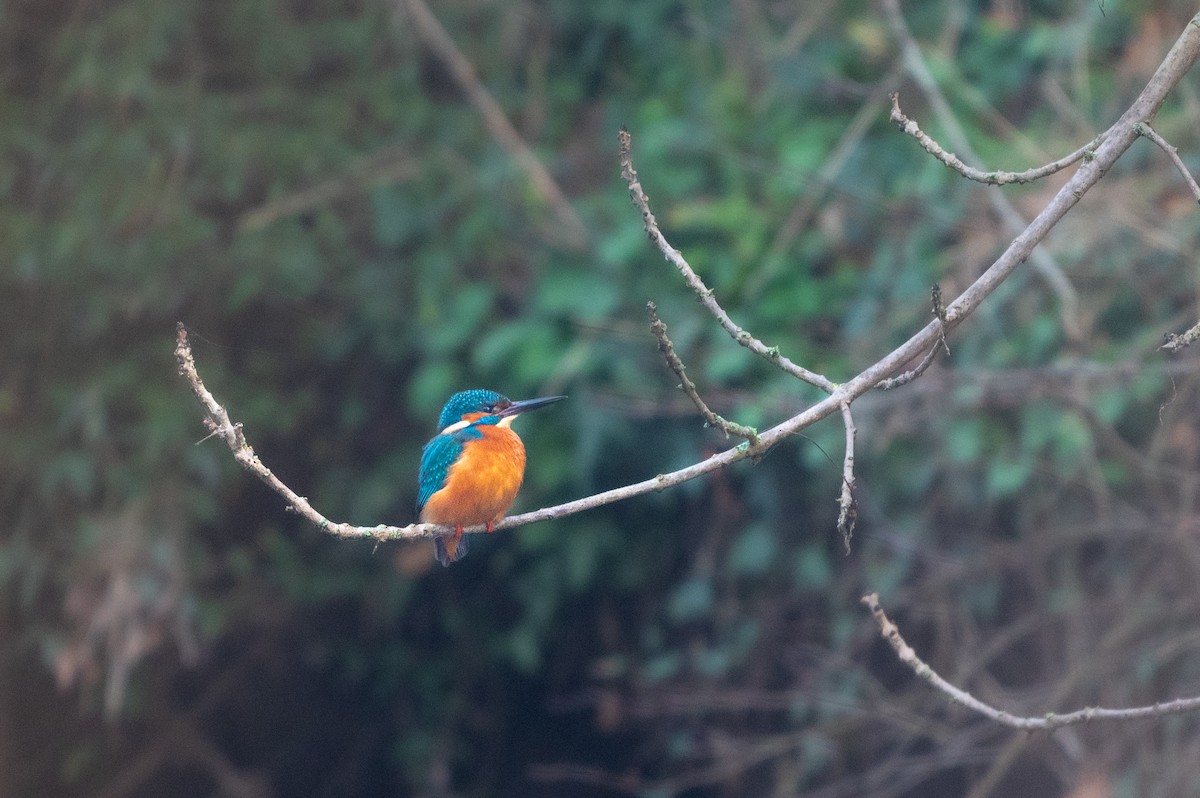 Common Kingfisher - ML615626659