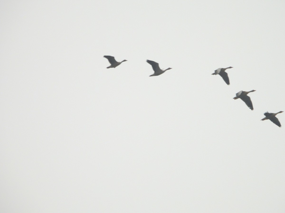 Graylag Goose - ML615626680