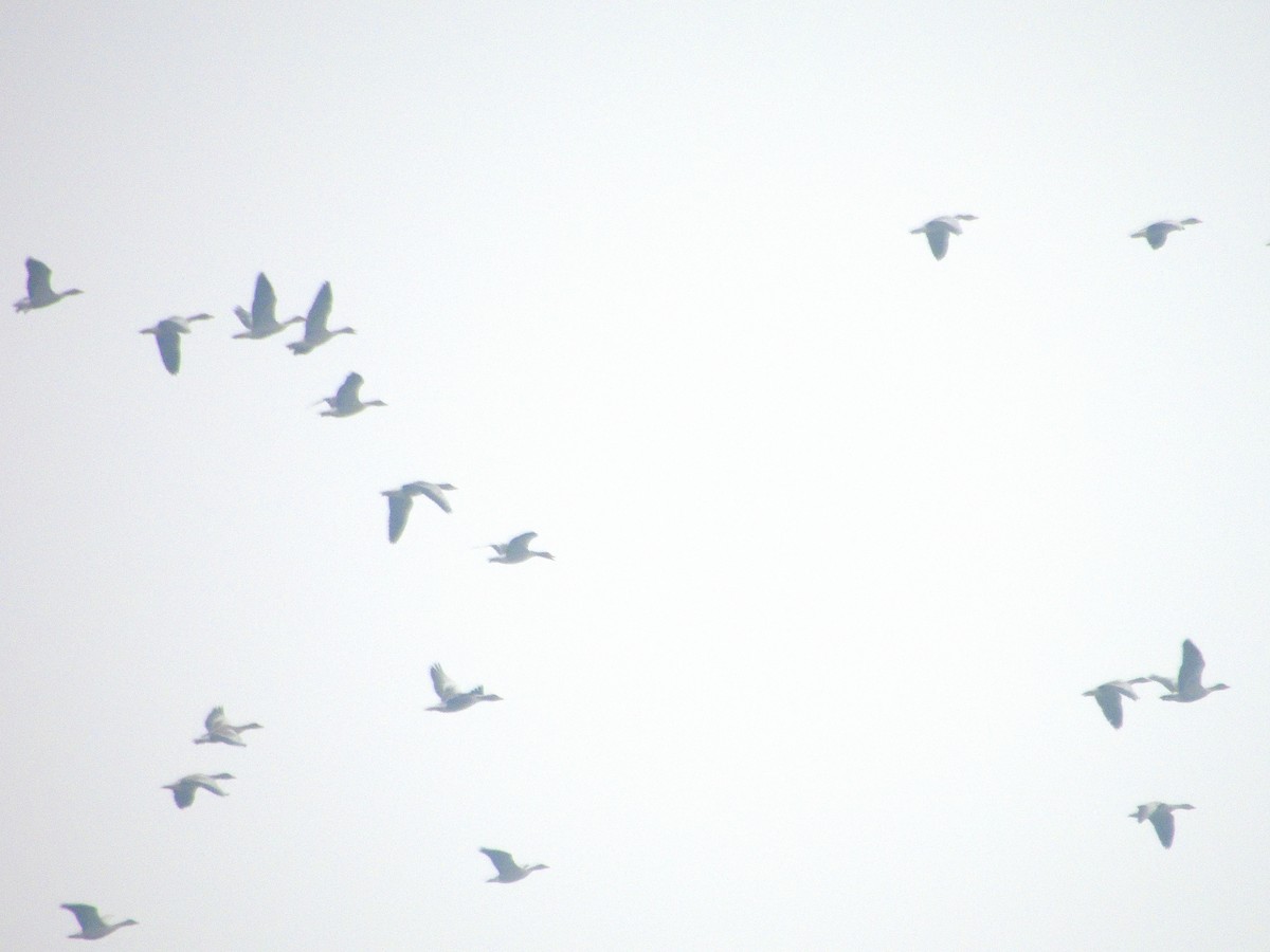 Graylag Goose - ML615626681