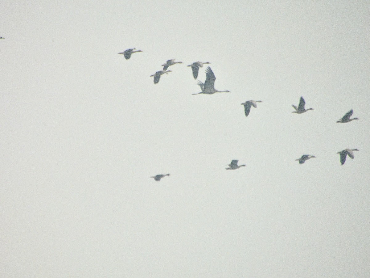 Graylag Goose - ML615626683