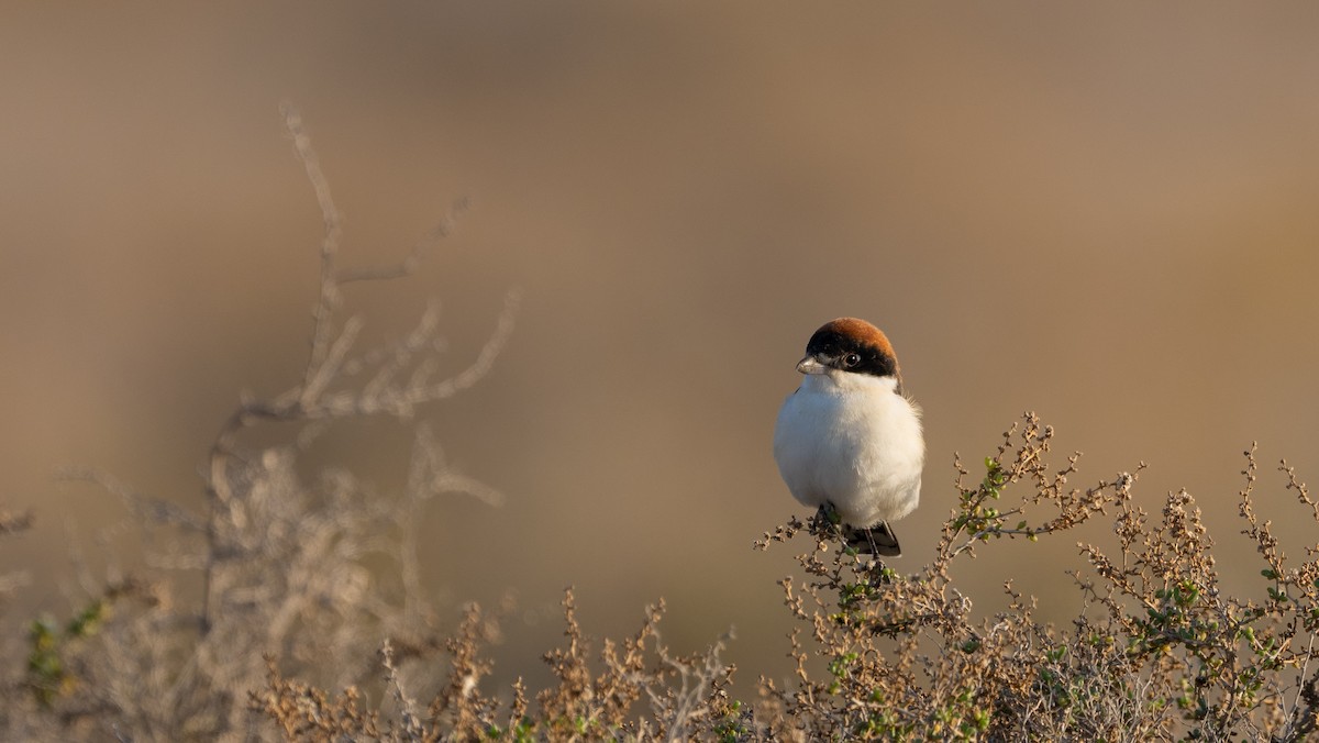 Woodchat Shrike - ML615626711