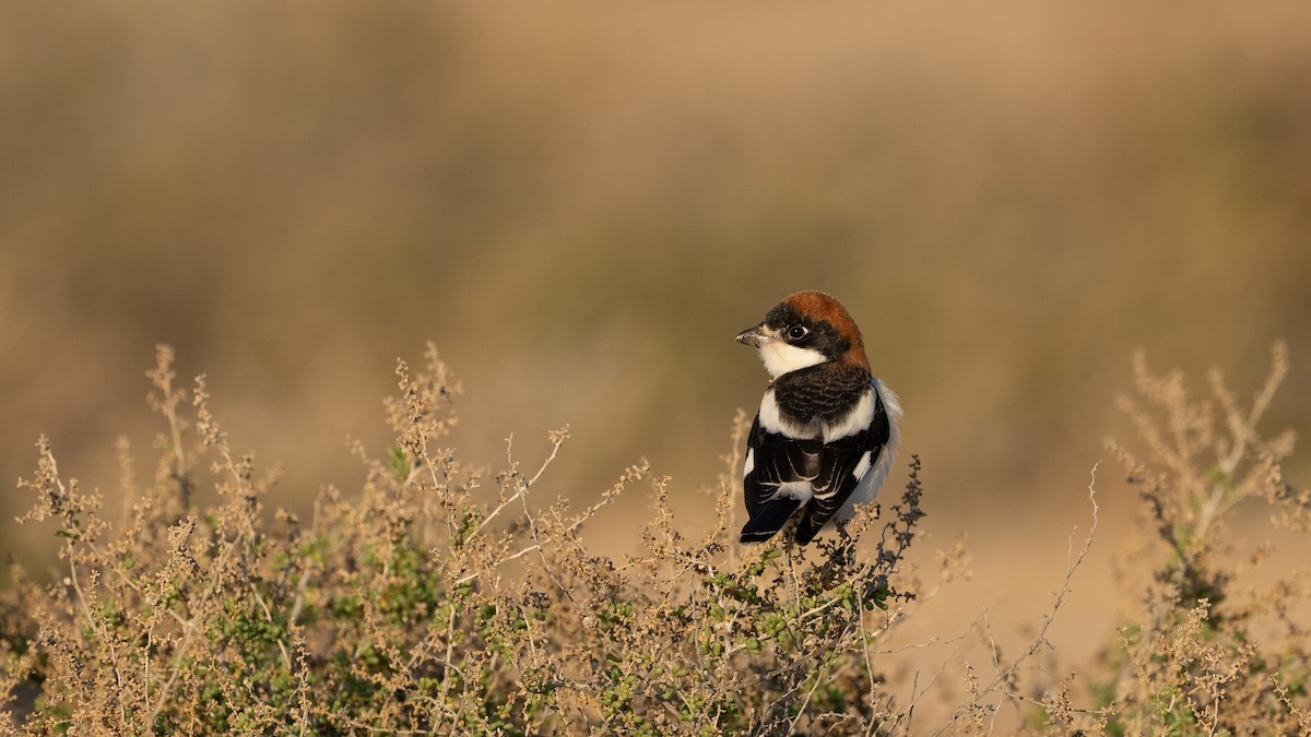 Woodchat Shrike - ML615626713