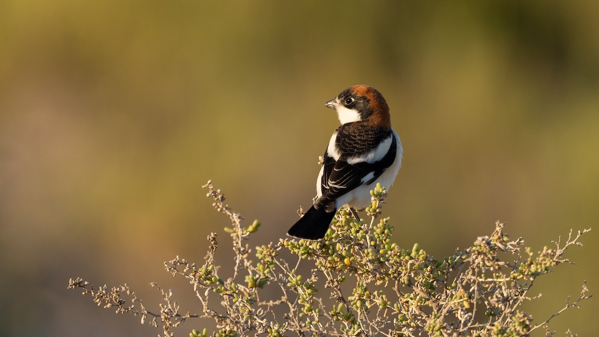 Woodchat Shrike - ML615626714