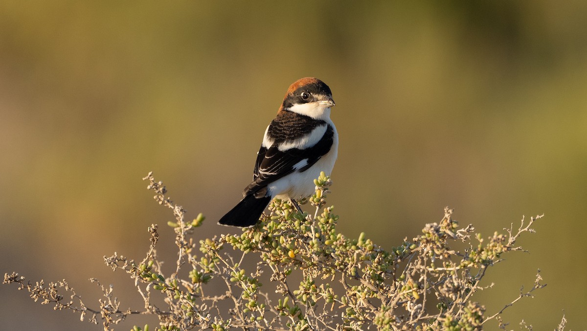 Woodchat Shrike - ML615626715