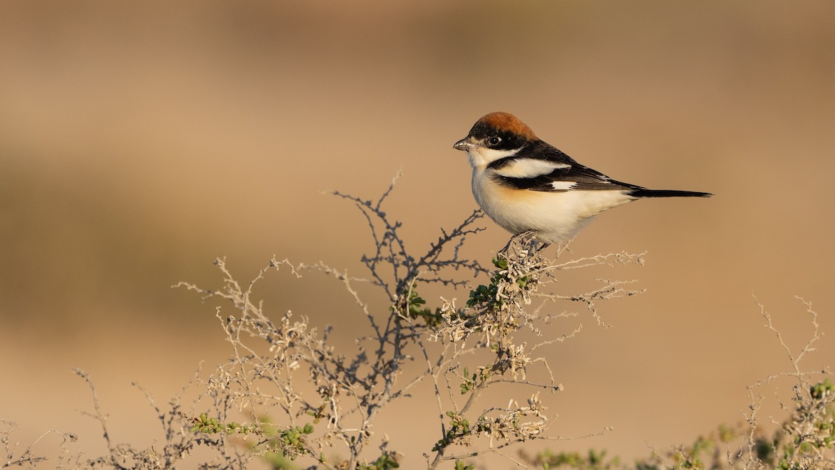 Woodchat Shrike - ML615626716