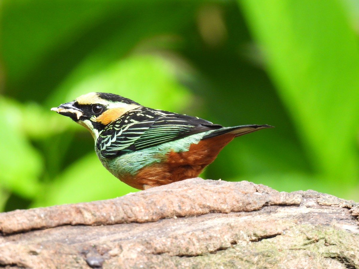 Golden-eared Tanager - Carmen  Andrade
