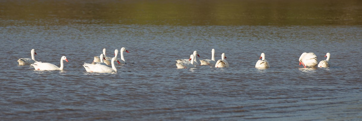 Coscoroba Swan - ML615626758