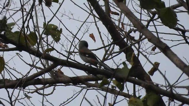 Gray Treepie - ML615626777