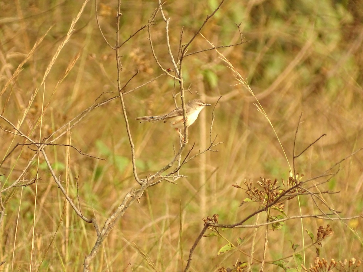 Plain Prinia - Vijay Jayamoorthy