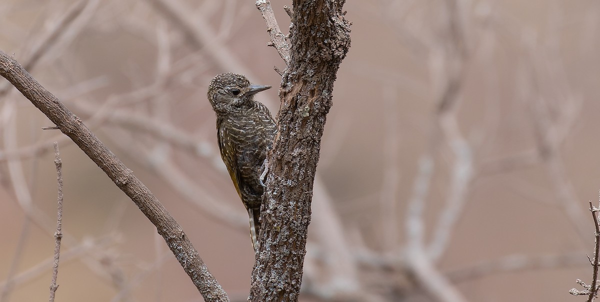 Dot-fronted Woodpecker - Brian Small