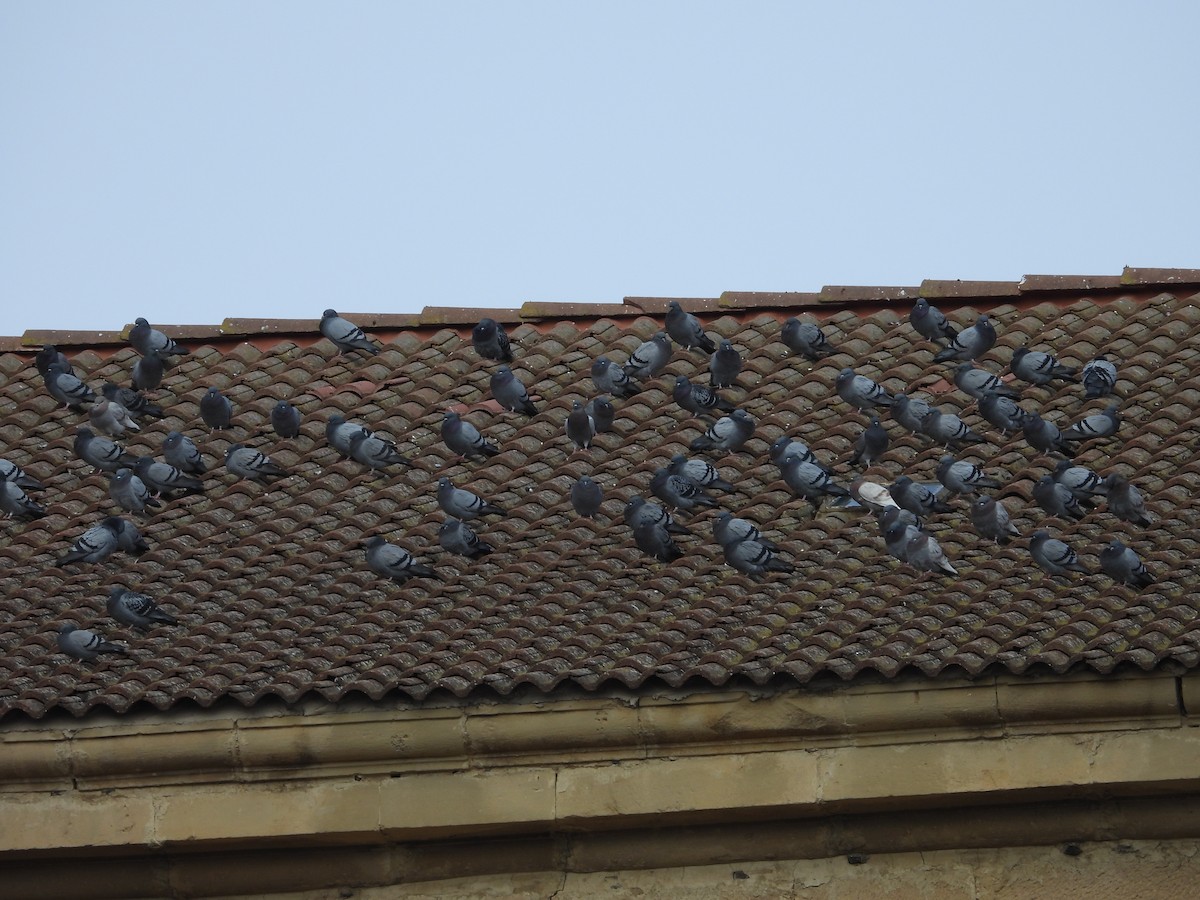 Pigeon biset (forme domestique) - ML615626865