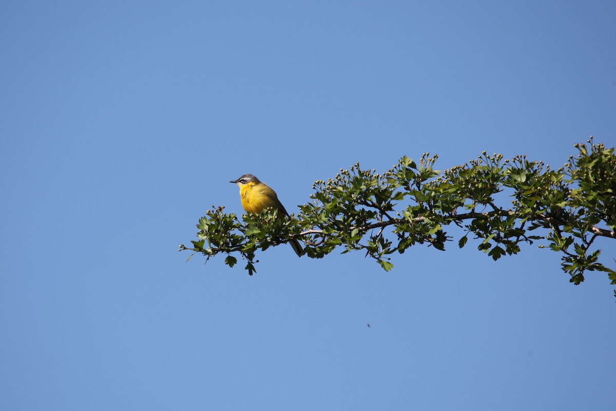 Western Yellow Wagtail - ML615626889